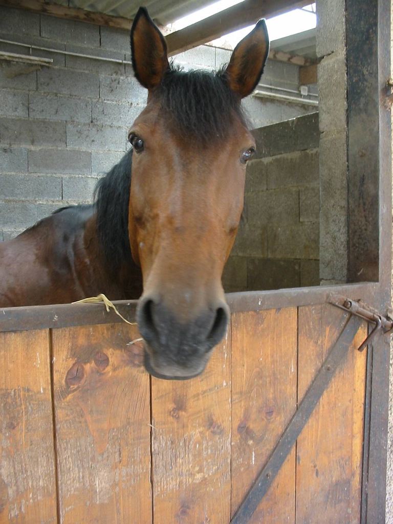 Cheval_Diva.jpg