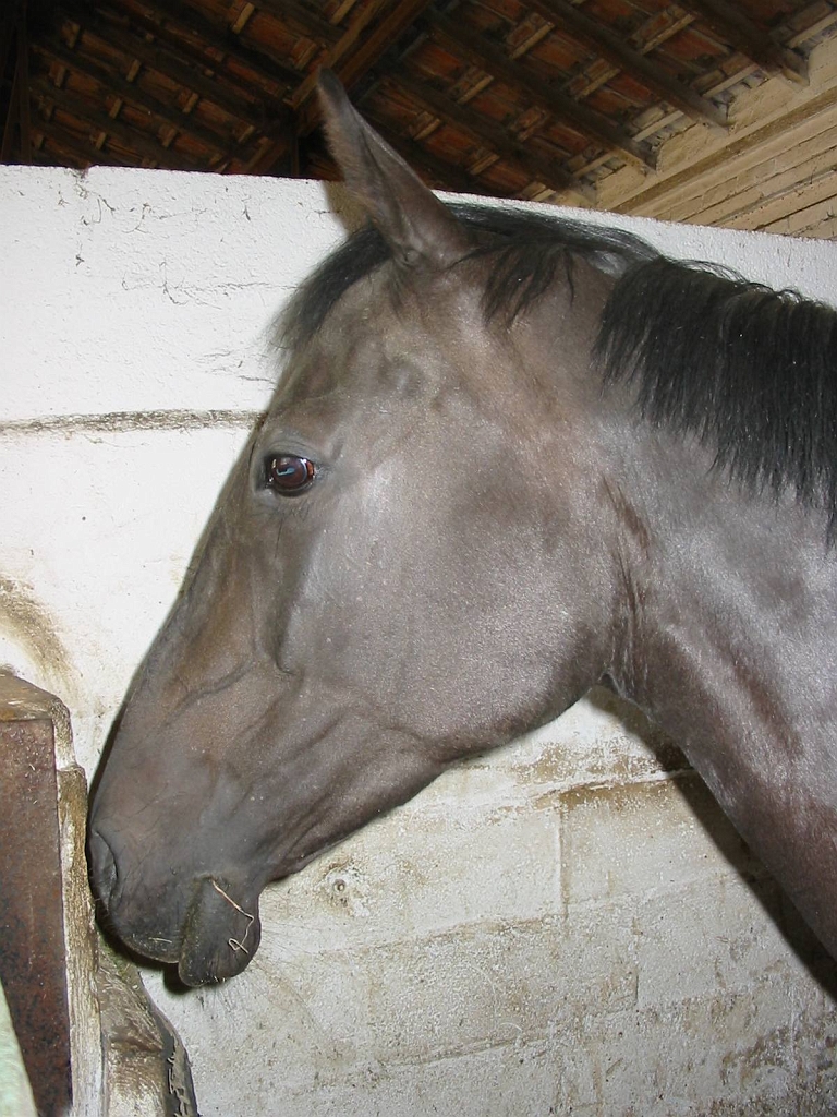 Cheval_Initiale.jpg