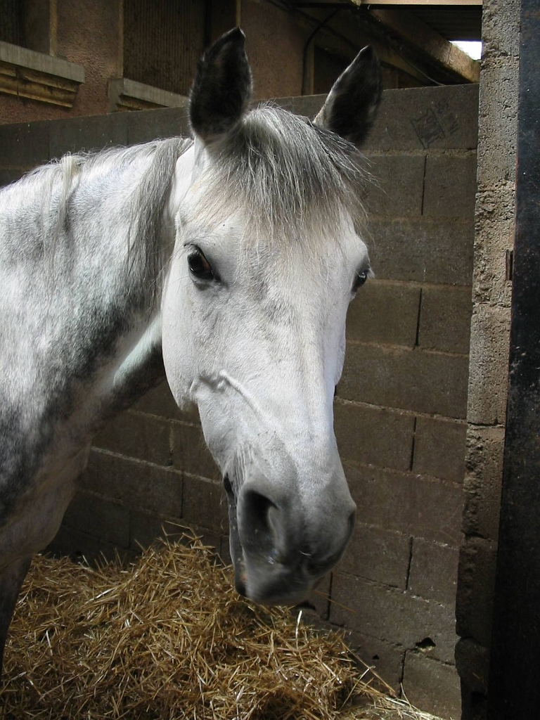 Cheval_Ivaro.jpg